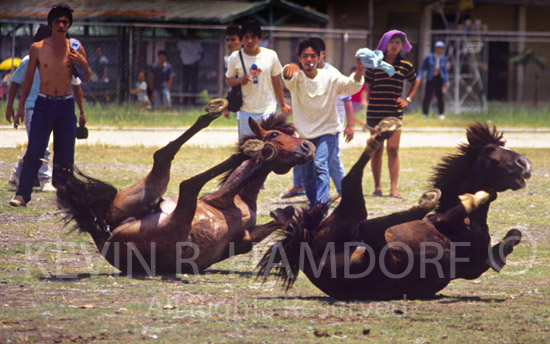 “Horse fight”. An enduring traditional sport among many of Mindanao’s ethnic tribes. Davao, Davao del Norte, Philippines